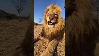 Animals Life || Wildlife Creation || #animals #short #shorts