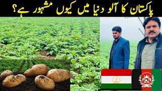 Pakistan potato Export|why pakistani potato is famous in world|