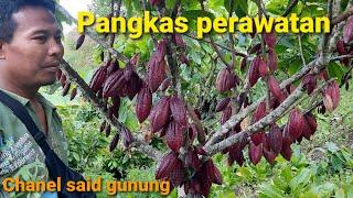 Cacao setelah pangkas berat di ketinggian 1200 mdpl#Bertani#pertanian