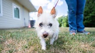 A senior home for dogs - Marty's Place Senior Dog Sanctuary