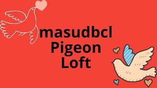 masudbcl #pigeon #pet #birds #marketplace