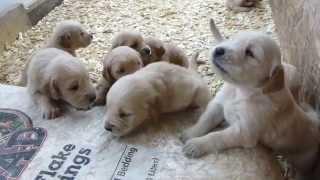 Too cute golden retriever Puppies Barking 3 weeks old