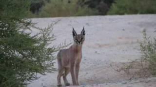 A rare sighting of Caracal in southern Israel