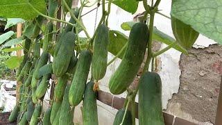 Grow cucumbers vertically with organic fertilizer from eggshells- Farm life - Easy  #healthylife1986