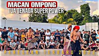 TUA TAPI TENAGA SUPER MACAN OMPONG || PERESEAN BARABALI 2022 || TRADISI BUDAYA SASAK LOMBOK