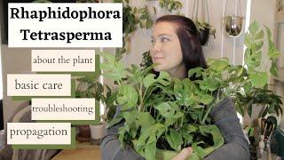 RHAPHIDOPHORA TETRASPERMA | All about this plant, care, troubleshooting and propagation