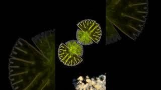 Watch Desmids in Action | Incredible Desmid Cell Division | Must watch #neet #science #biology