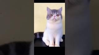 cute cat peaknose#shorts #funnycats