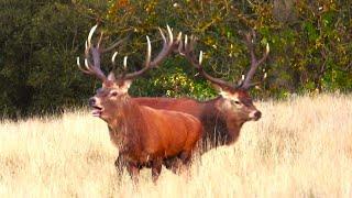 RED DEER RUT 2024  PARALLEL WALKING Got a bit SCARY!  Cervus elaphus