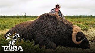 Boone & Crockett Musk Ox hunting in the NWT!