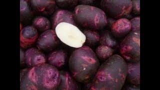 Small Space Potato Planting in a Pot