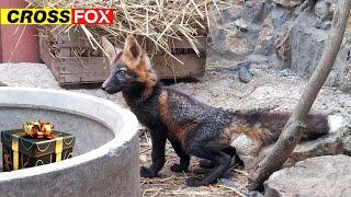 Cross Fox and someone else?  @DenisKorza #fox #pets #animals
