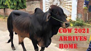 Beautiful Cow Is Home | EID 2021 | Eid e Qurban