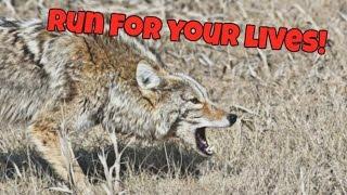 Coyote killed with bird shot.