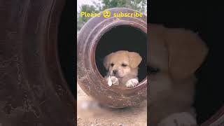 #dog#viralvidoes #youtubeshorts #pets #puppy#trending #viralvideoviralvideo