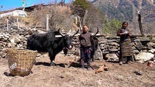 Жизнь в деревне в Тибете высоко в Гималаях. Жизнь в гор