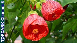 10 Lindas Variedades de Abutilon