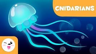Cnidarians for kids - Invertebrate animals - Natural Science for kids