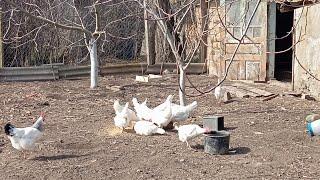 ЖИВУ ОДНА В ДЕРЕВНЕ / КАК НАЧИНАЕТСЯ МОЙ ДЕНЬ