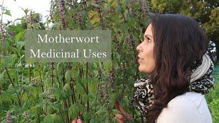 Medicinal Uses of Motherwort (Leonrus cardiaca)