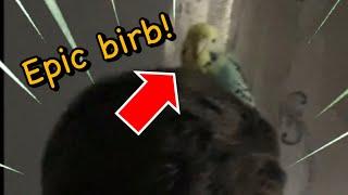 Epic Birbs!|Apiix Slav