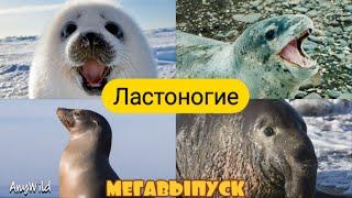 МЕГАВЫПУСК!Кто такие Морские Котики,Морские Леопарды,Морские Львы,и Морские Слоны?AnyWild