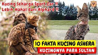 10 FAKTA KUCING ASHERA RAS KUCING TERMAHAL DI DUNIA - SALAH SATU JENIS KUCING TERMAHAL DI DUNIA