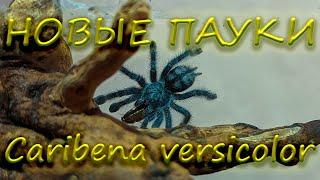 Мои новые древесные пауки Caribena versicolor