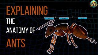 Ant Anatomy - Documentary