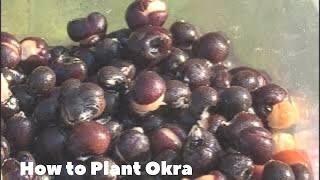 Guide to Planting Okra - Soaking Okra Seed