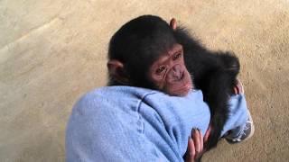 Baby Chimps,Monkey,Baby chimpanzee,pet chimp,婴儿黑猩猩,chimpanzé bébé,Детские шимпанзе,chimpancé bebé