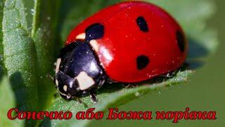 Жук Сонечко або Божа корівка (Coccinellidae Latreille) - комаха родом з дитинства