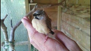 Aviary birds, baby long-tailed finch