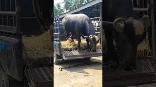 Kerbau Lucu Kepleset, Buffalo Funny #kerbau #viral #ngakak