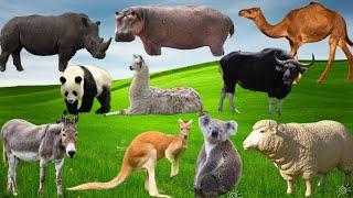 MOMEN LUCU HEWAN TERNAK - Kambing, Kangguru, Keledai, Badak, Unta #animals