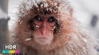 Snow Monkey Park (Jigokudani Yaen Koen) JAPAN 4K HDR - Incredible Walking Tour