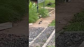 kucing gemes #anakkucinglucu #kitten #kucingcomel #kucinglucu #kucingimut #kucing #kucingkampung