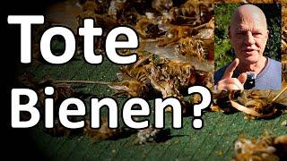 Bienen tot? Erster Bienenflug im Norden - Dunkle Biene, Carnica und Ligustica in der Durchlenzung