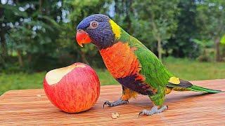 Rainbow Lorikeet Eating a Juicy Apple