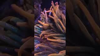 #clownfish #anemone #reef #pez #acuario #video #pezpayaso #aquarium #coral #reef