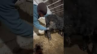 Тепкича #music #blackangus #bull #trending #mol #molboqishsirlari #Romavetuz #treatment #operation