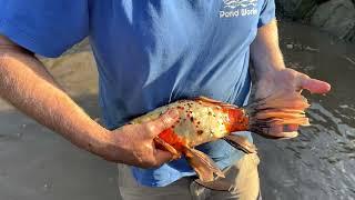 Giant Shubunkin Goldfish