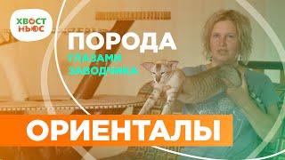 Интервью с заводчиком: порода ориентал