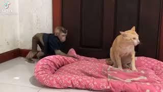 Monkey Teasing Cat Funny Video Must Watch #shorts