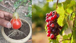 Unique skill growing grape tree with tomato, propagate grape tree cutting and many fruits