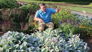 Lamb's ear (Stachys byzantina) - Plant Identification