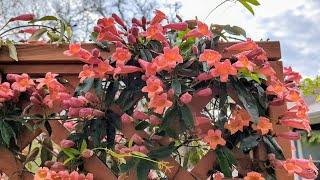 Tangerine Beauty Crossvine! A Texas SUPERSTAR Plant! A MUST Have For Gardens Zones 6-9!