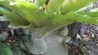 Staghorn Pups Popping Up Everywhere in Home Garden