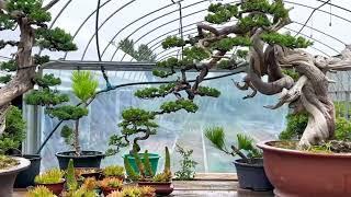 Vẻ đẹp vườn bonsai và các tác phẩm phong cách Nhật Bản