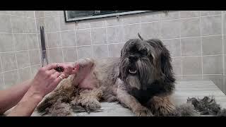 Grooming a Lhasa Apso dog breed, bladder infection, full groom until bath (video cut off)